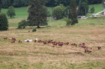 elevage de chevaux franches montagnes en suisse