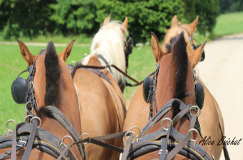 elevage de chevaux franches montagnes en suisse