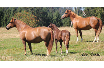 elevage de chevaux franches montagnes en suisse