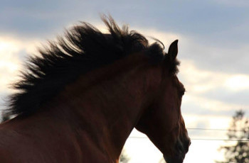 elevage de chevaux franches montagnes en suisse