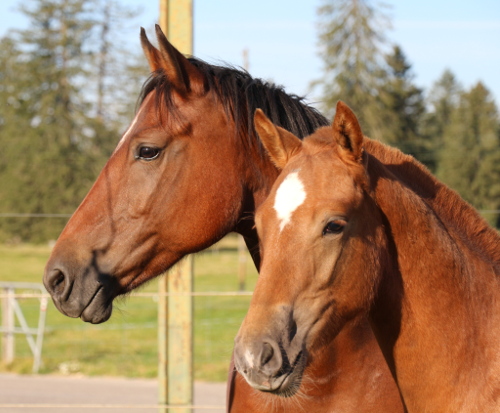 cheval franche montagne