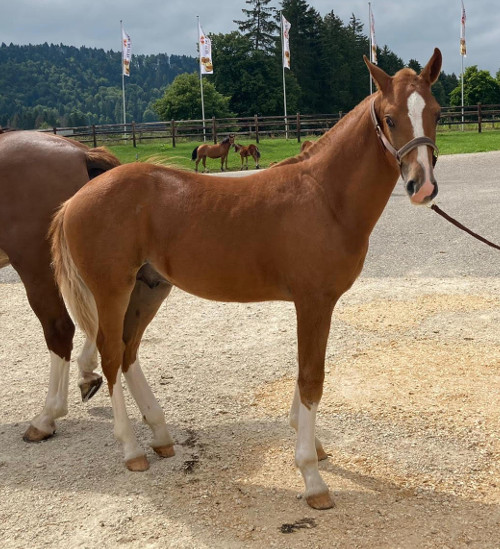 cheval franche montagne