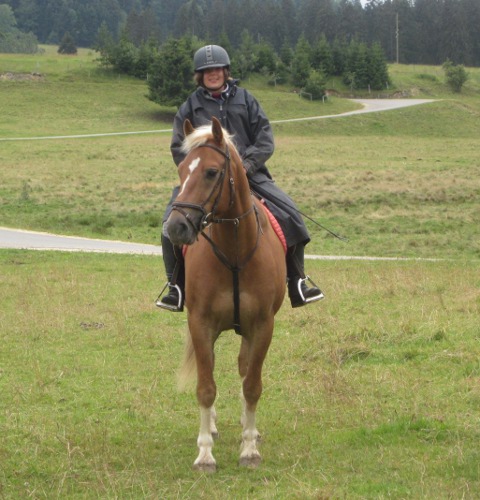 cheval franche montagne