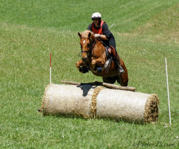 cheval franche montagne