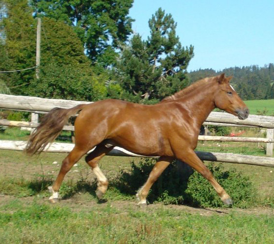 cheval franche montagne