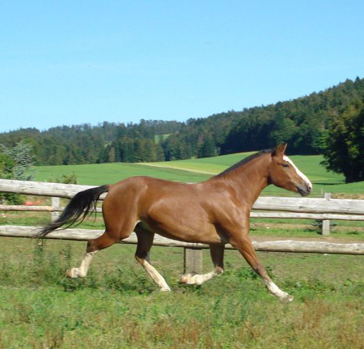 cheval franche montagne