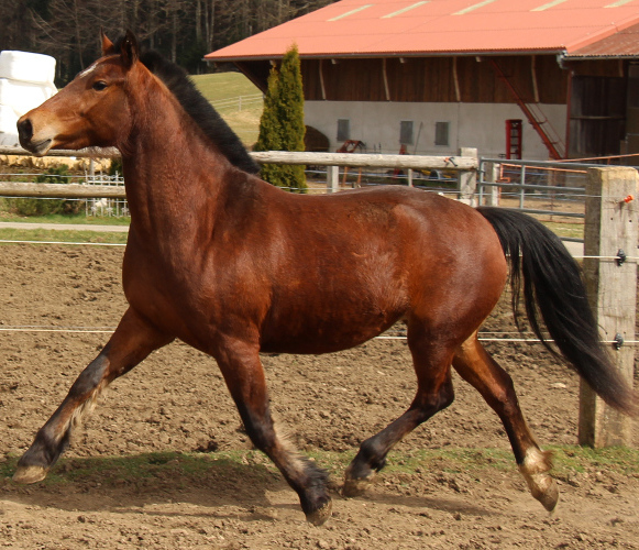 cheval franche montagne