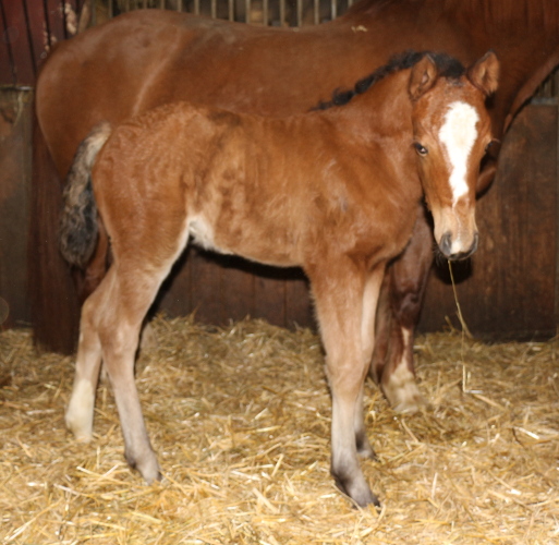 cheval franche montagne