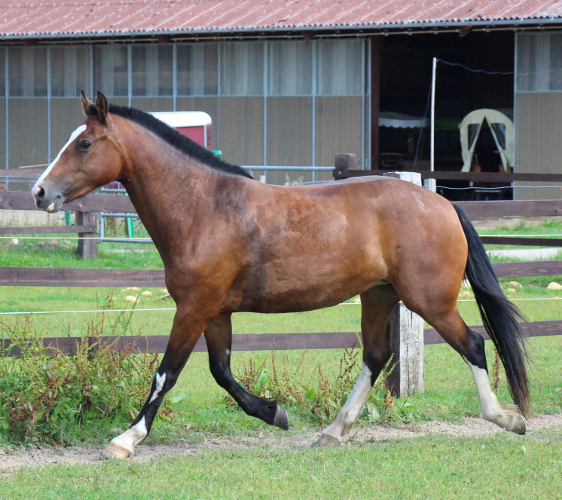 cheval franche montagne