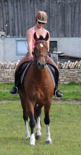 cheval franche montagne