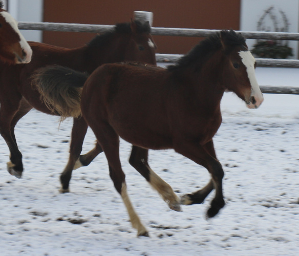 cheval franche montagne