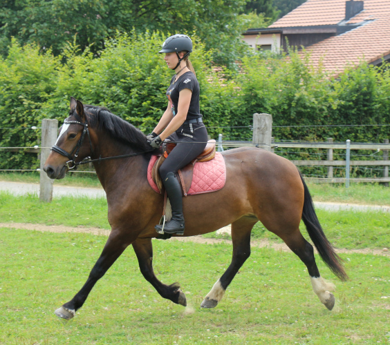 cheval franche montagne