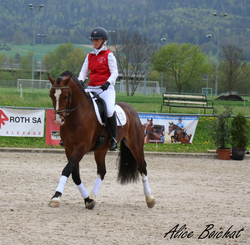 cheval franche montagne