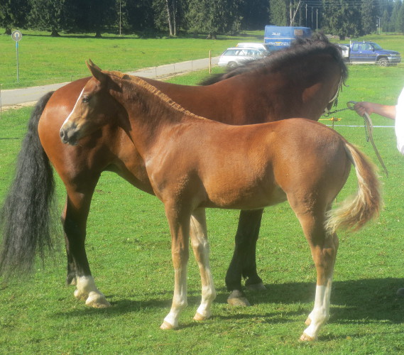 cheval franche montagne