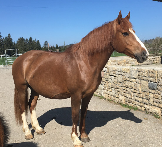 cheval franche montagne