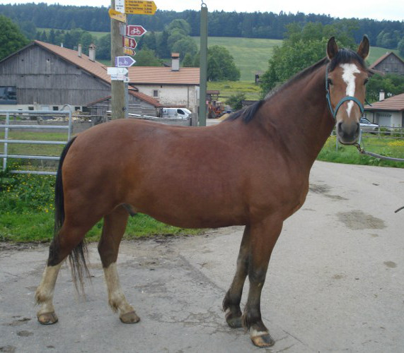 cheval franche montagne