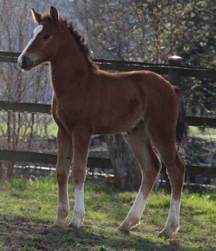 cheval franche montagne