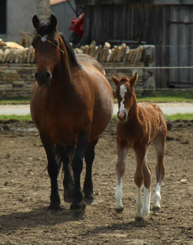 cheval franche montagne