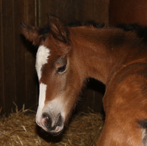 cheval franche montagne