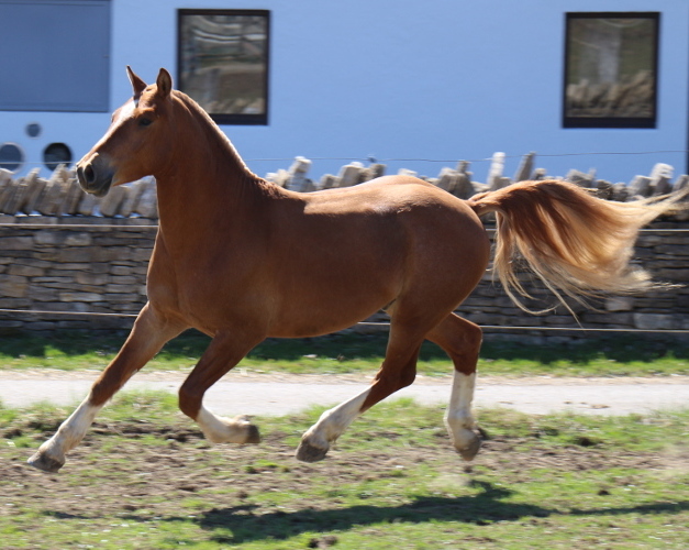 cheval franche montagne