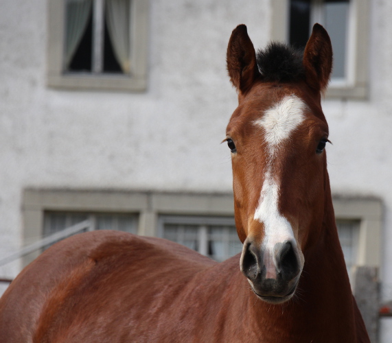 cheval franche montagne