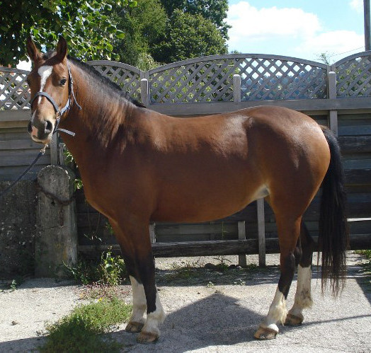 cheval franche montagne