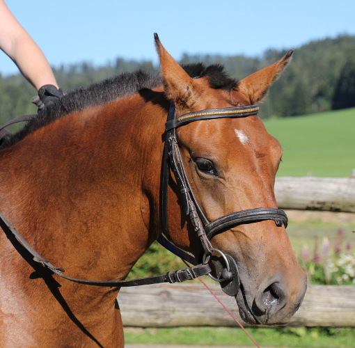 cheval franche montagne