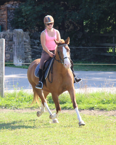 cheval franche montagne