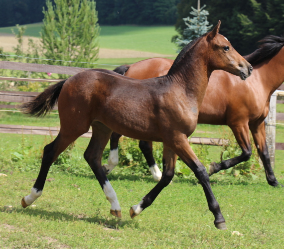 cheval franche montagne