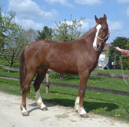 cheval franche montagne