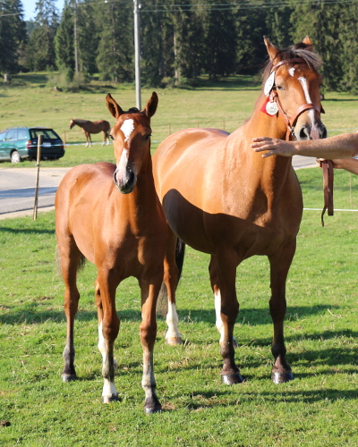 cheval franche montagne