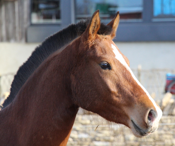 cheval franche montagne