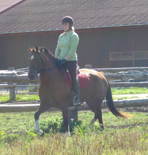 cheval franche montagne