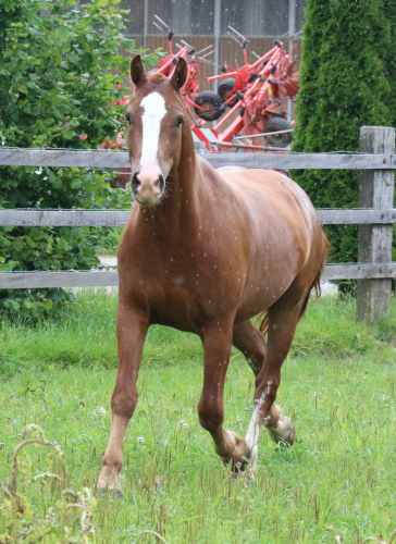 cheval franche montagne