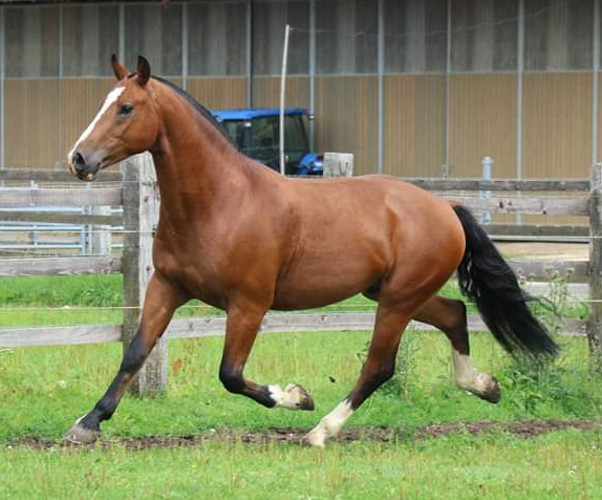 cheval franche montagne