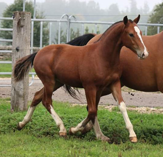 cheval franche montagne