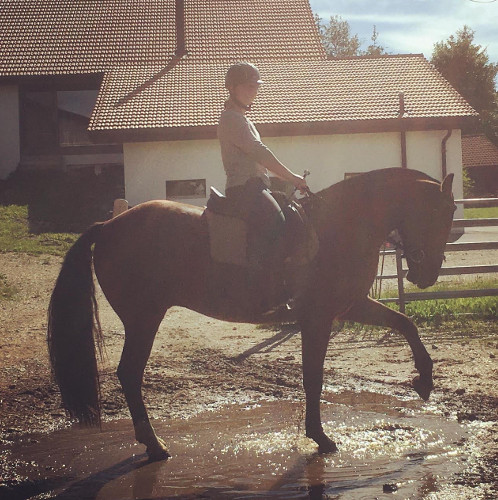 cheval franche montagne