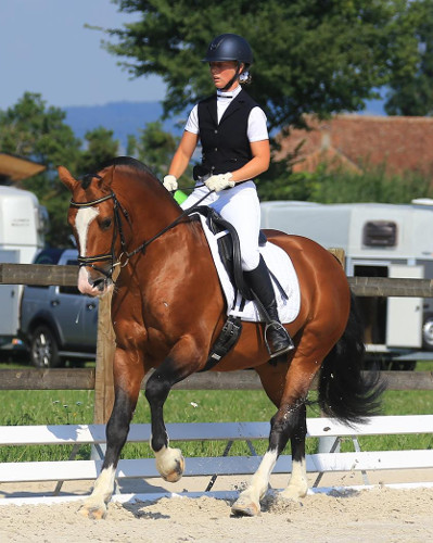 cheval franche montagne