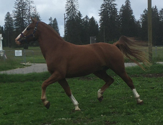 cheval franche montagne