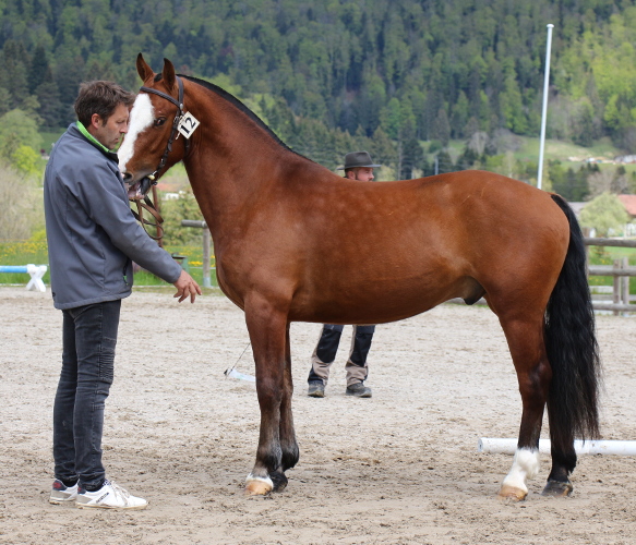 cheval franche montagne