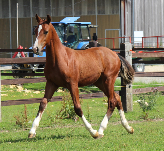 cheval franche montagne