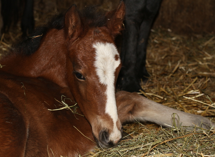 cheval franche montagne