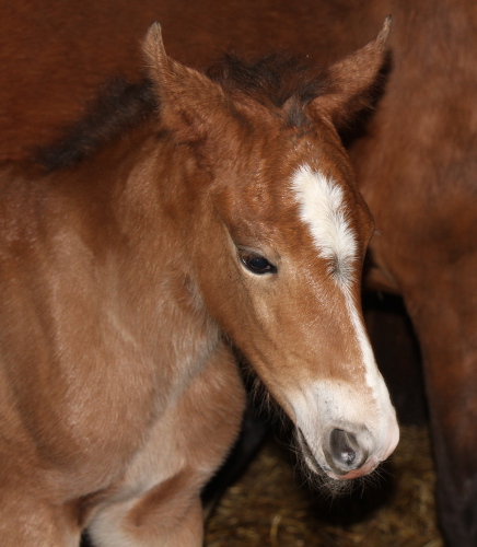 cheval franche montagne