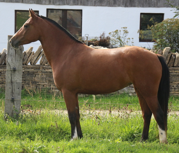 cheval franche montagne