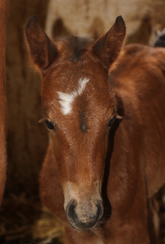 cheval franche montagne