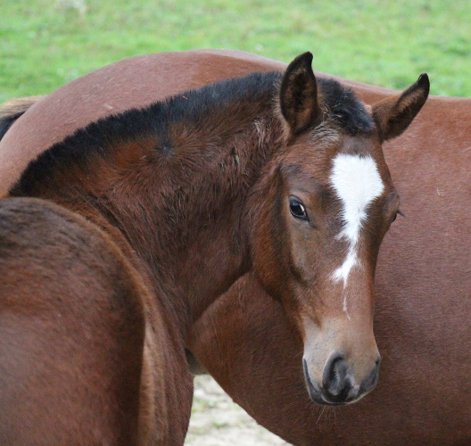 cheval franche montagne