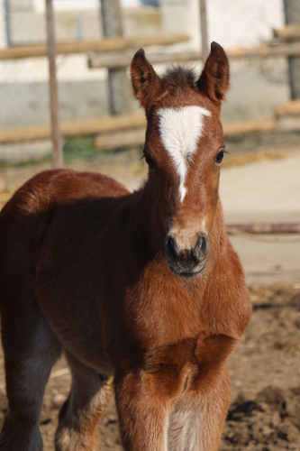 cheval franche montagne