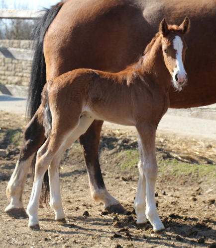 cheval franche montagne