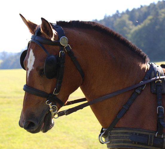 cheval franche montagne