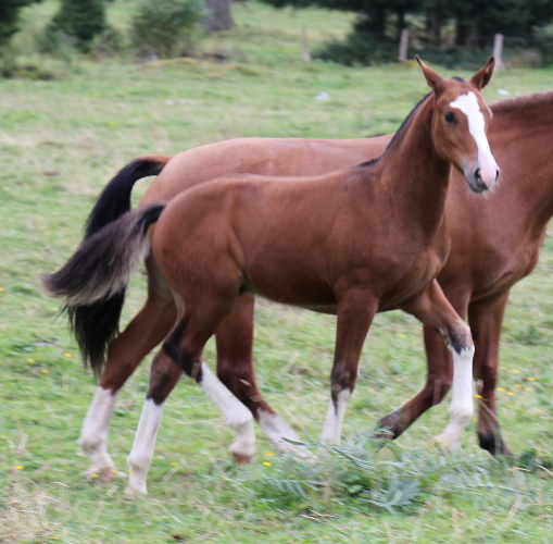 cheval franche montagne